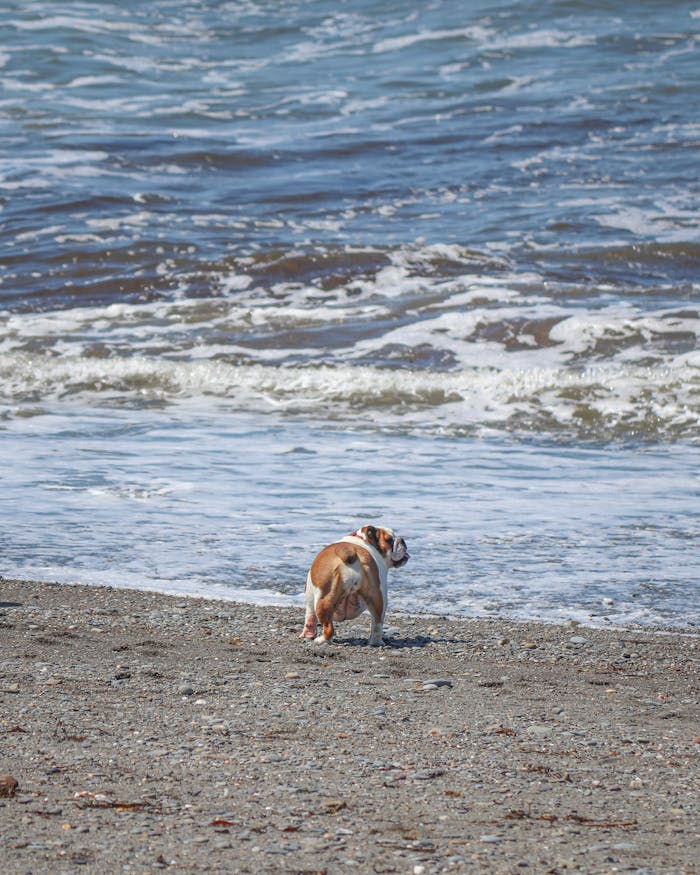 An English bulldog on a peaceful beach, near the shoreline with calming waves.