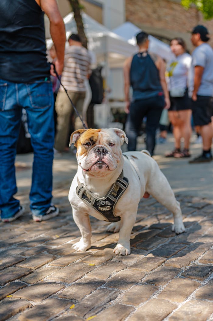 Charming bulldog standing on a cobblestone path at an outdoor event, surrounded by people.