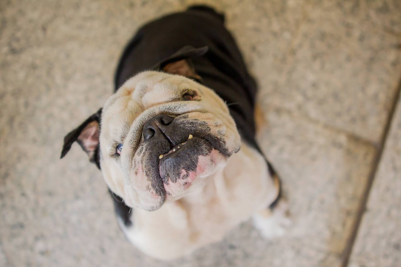 Adorable English Bulldog looking up at the camera with an inquisitive expression while sitting indoors.