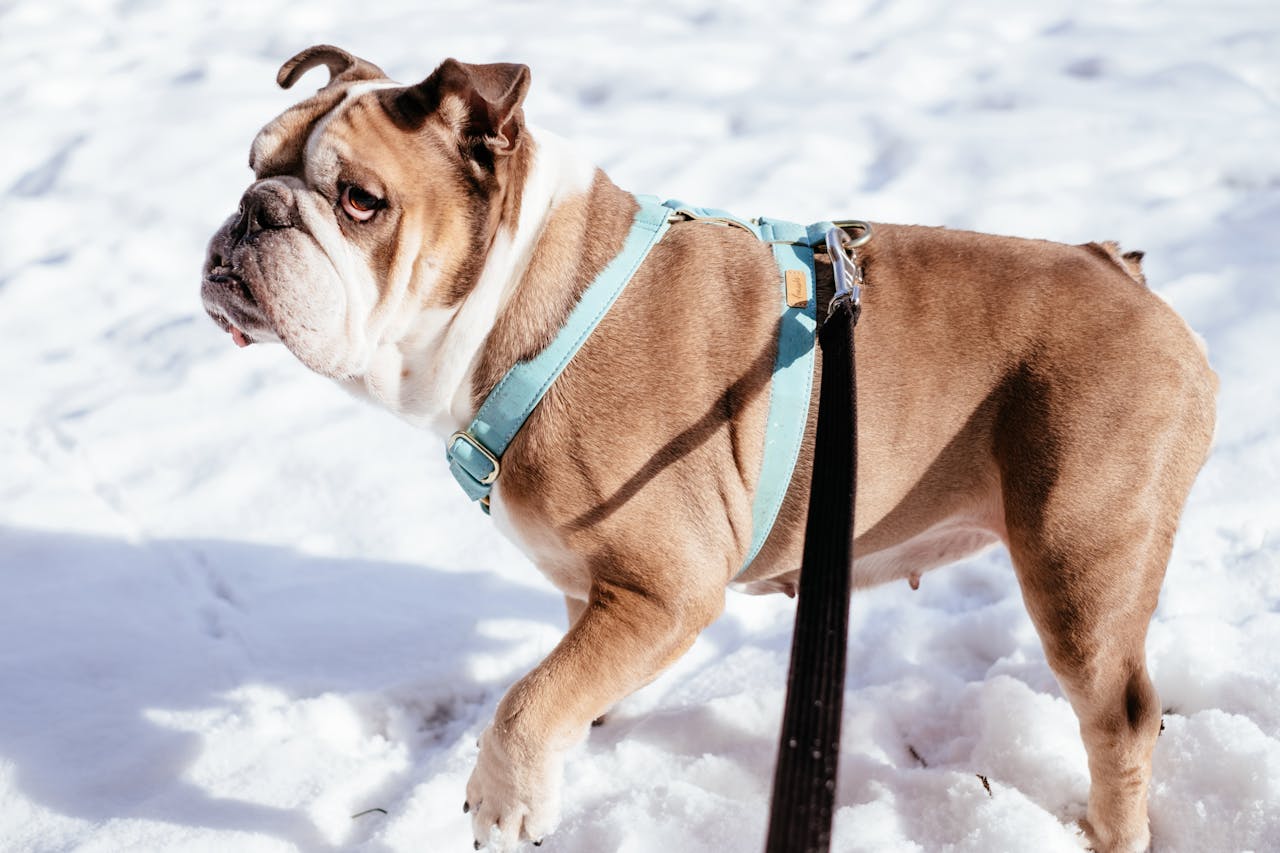 Charming English Bulldog on a winter walk in snowy Warsaw, Poland.